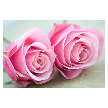 GAP Photos - Garden & Plant Picture Library - Pink Rosa - Pink roses - GAP 
