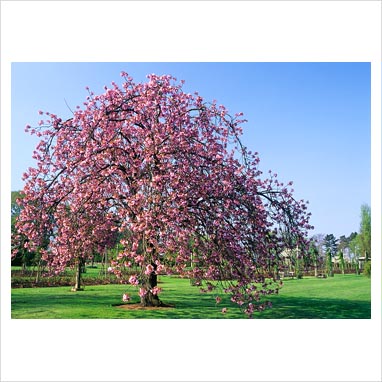cherry tree blossoming. cherry tree blossom images.