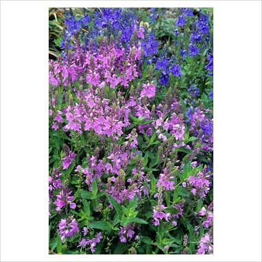 Veronica Flower Picture on Gap Photos   Garden   Plant Picture Library   Veronica Prostrata