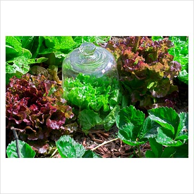 glass cloche. Lettuces and glass cloche