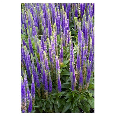 Veronica Flower Picture on Gap Photos   Garden   Plant Picture Library   Veronica Spicata  Royal