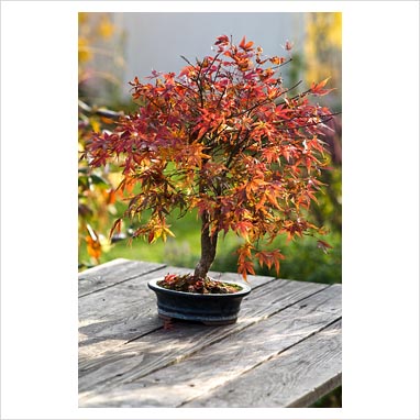 red japanese maple bonsai. Japanese maple bonsai in