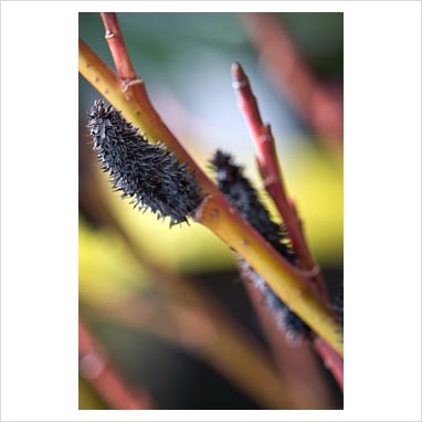 Salix gracilistyla'Melanostachys' Black Pussy Willow Keywords