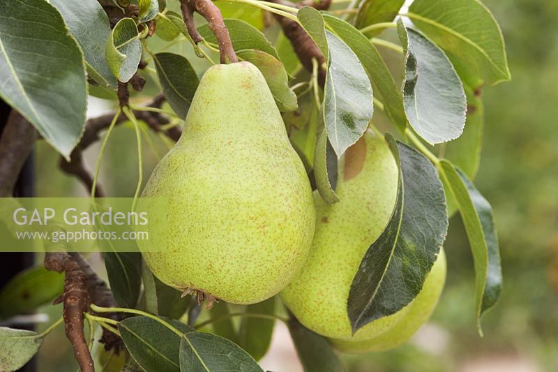 Pyrus 'Packham's Triumph' Closeup of pears on tree in autumn