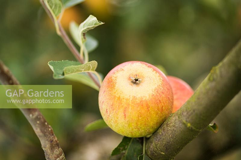 Malus 'Cox's Orange pippin' Closeup of apple on tree in autumn