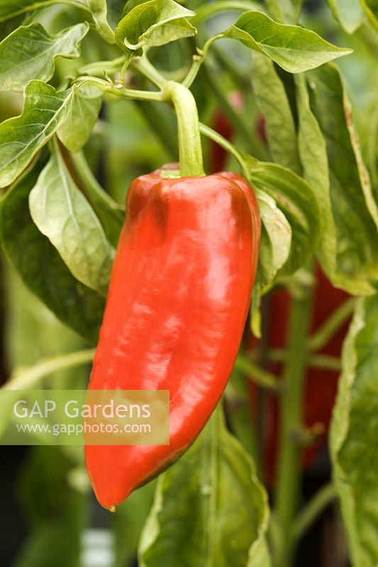 Capsicum annuum 'Unicorn' closeup of red chilli pepper