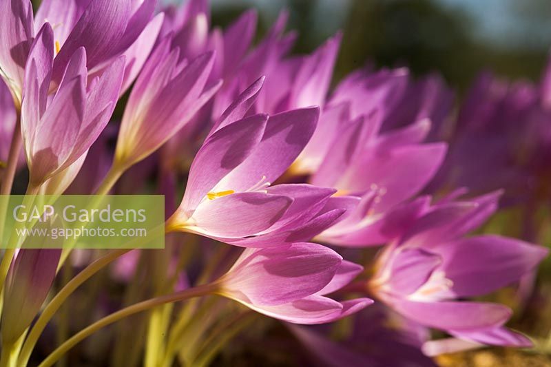 Colchicum 'The Giant' closeup of purple flowers in autumn
