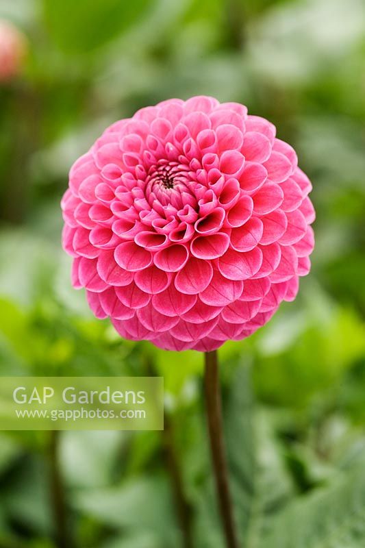 Dahlia 'Mary's Jomanda' closeup of pink pompom flower 