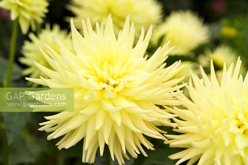 Dahlia 'Ryecroft dream' closeup of yellow flower