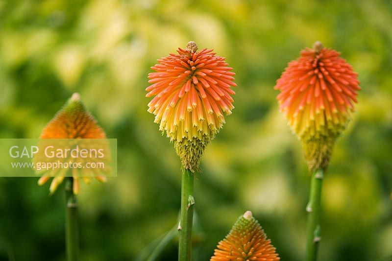 Kniphofia 'Rooperi' - Red hot poker closeup of red and yellow flowers