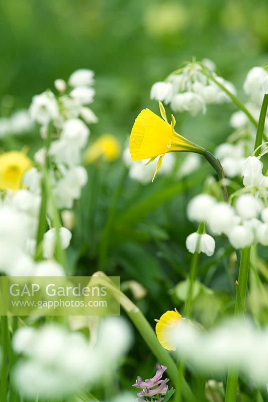 Narcissus bulbocodium - Yellow hoop petticoat daffodil - growing with Allium paradoxum var normale Few flowered Garlic