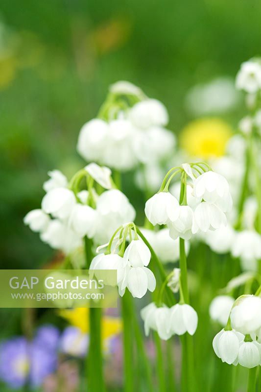 Allium paradoxum var normale - Few flowered garlic - closeup of white flowers