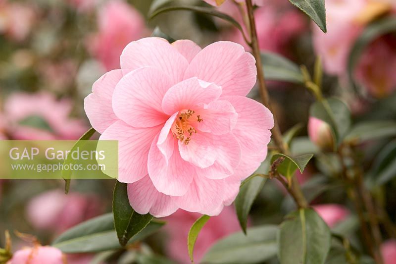 Camellia x williamsii 'Donation' closeup of delicate pink flower 