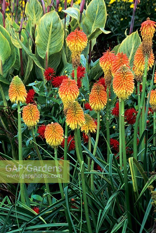Kniphofia rooperi, red hot pokers, growing with Canna and Dahlia in hot summer border