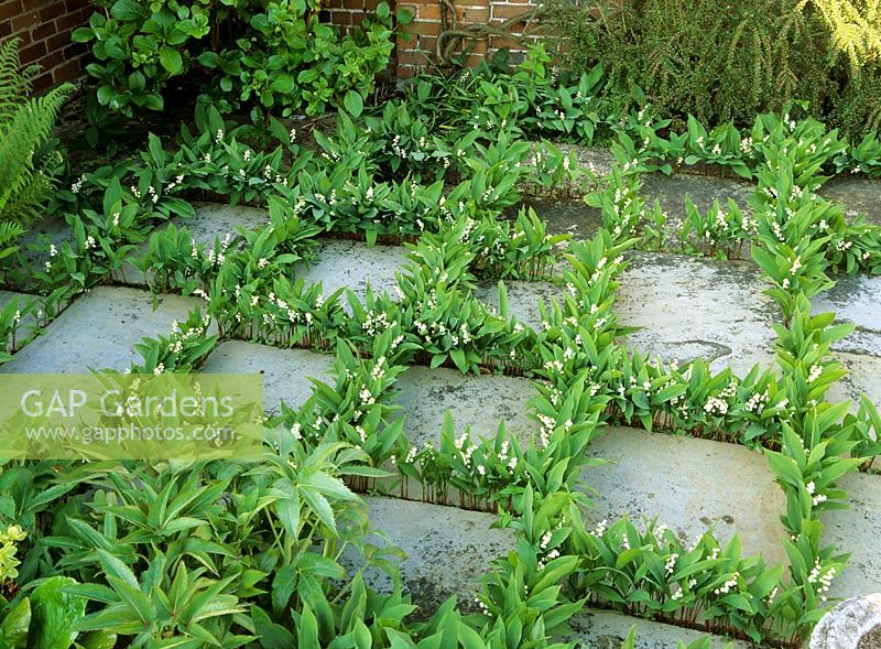 Convallaria majalis - Lily of the Valley selfseeded between paving slabs