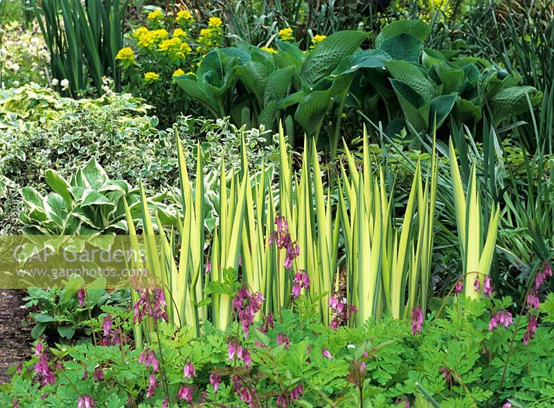 Iris pseudacorus 'Variegata' Yellow flag iris with variegated foliage growing with Dicentra eximia
