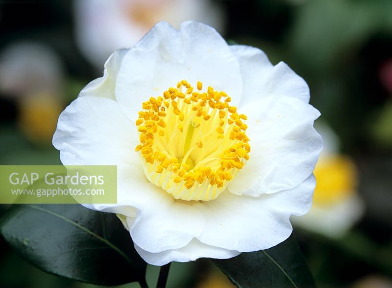 Camellia japonica 'Yukimi Guruma' closeup of white flower with yellow stamens 
