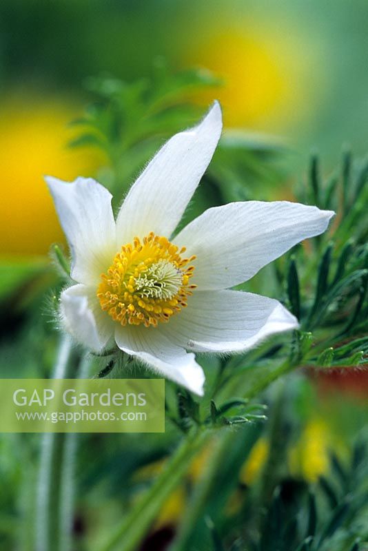 Pulsatilla vulgaris 'Alba' - Pasque flower. Closeup of pure white goblet shaped flower 