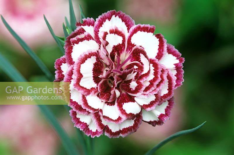 Dianthus 'Gran's favourite' Border pinks. Closeup of red and white flower
