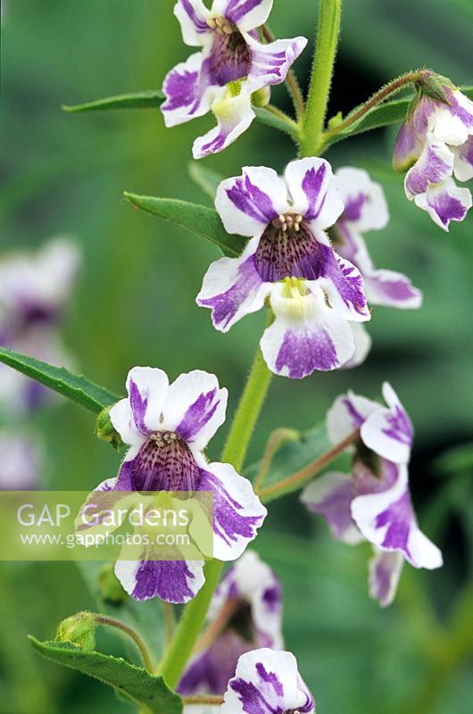 Angelonia 'Purple stripe' - Anglemist
Summer snapdragon. Closeup of white flowers with purple markings
