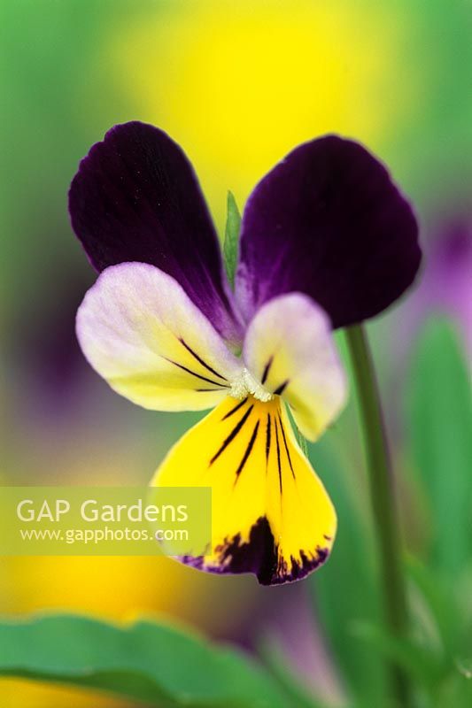 Viola tricolor - Wild pansy
