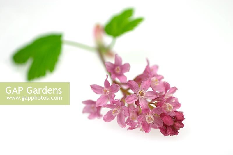 Ribes sanguineum - Sprig of pink flowering currant