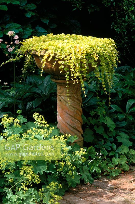 Container with Lysimachia nummularia'Aurea' - Golden creeping Jenny at Frith Hill in Sussex
