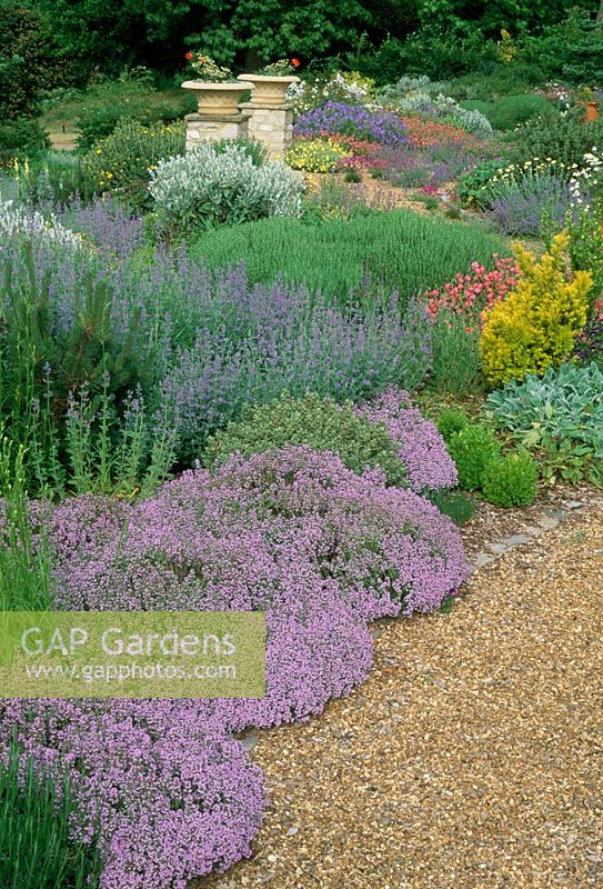Dry garden with Nepeta and Thymus at Cutmill in Surrey