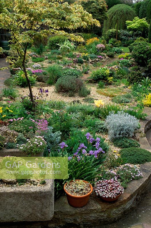 Dry gravel garden with alpines in containers at Ambleside Road in Surrey
