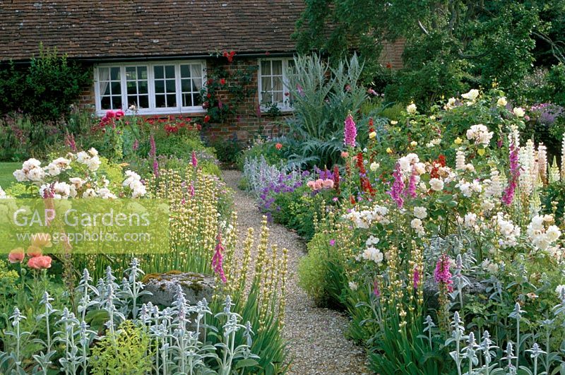 Cottage garden with Rosa 'Penelope' and Papaver 'Turkish Delight', gravel path leading to house entrance at Frith Lodge in Sussex