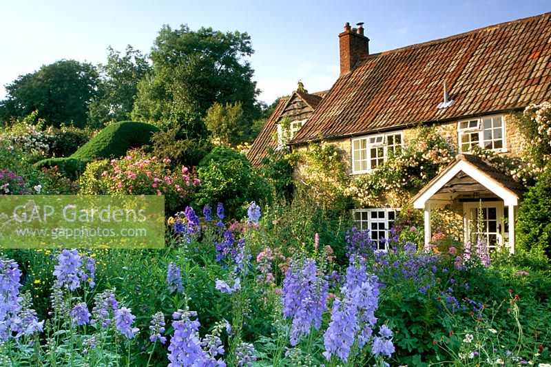 Cottage garden with Delphiniums and rosa at Chiffs Chaffs in Dorset