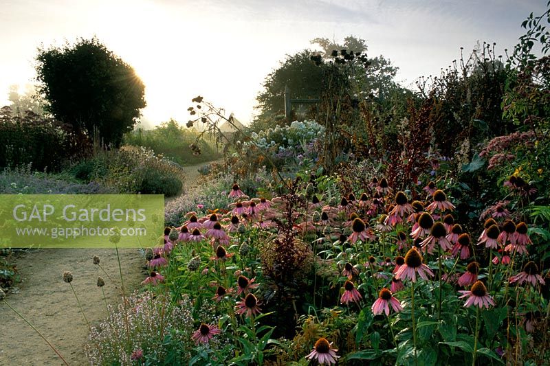 Herbaceous border in autumn at Parham Surrey. Echinacea purpurea, Atriplex - Red orache and Allium cristophii