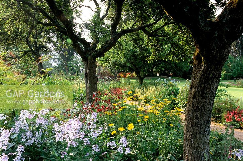 Mixed herbaceous border with old apple trees in Sussex. White Hesperis matronalis, Doronicum and Dicentra