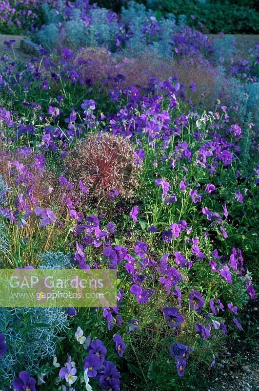 Blue border at Sticky Wicket in Dorset. Viola seedlings, Agrostis nebulosa, Allium albopilosum, Artemisia canescens