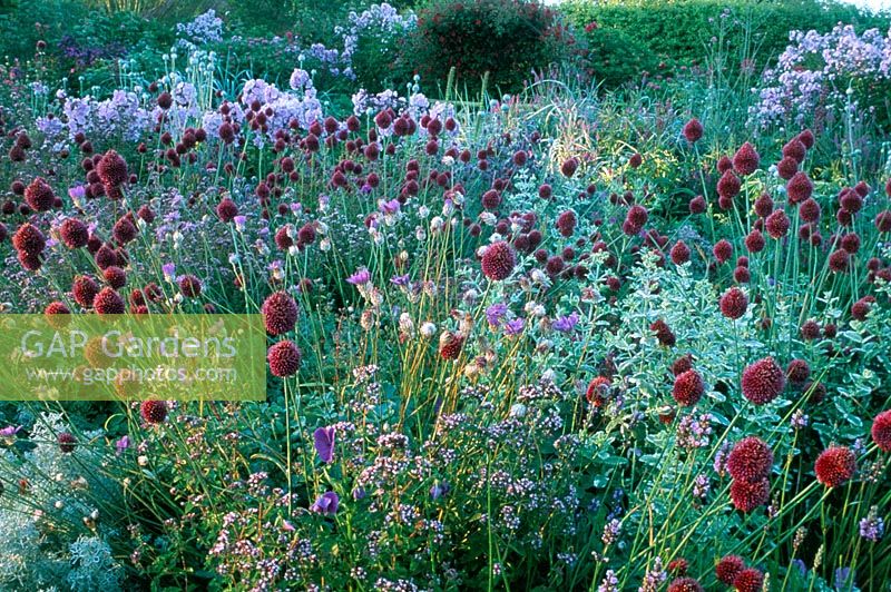 Summer border at Sticky Wicket in Dorset. Allium scorodoprasum, Phlox 'Franz Schubert' and Origanum