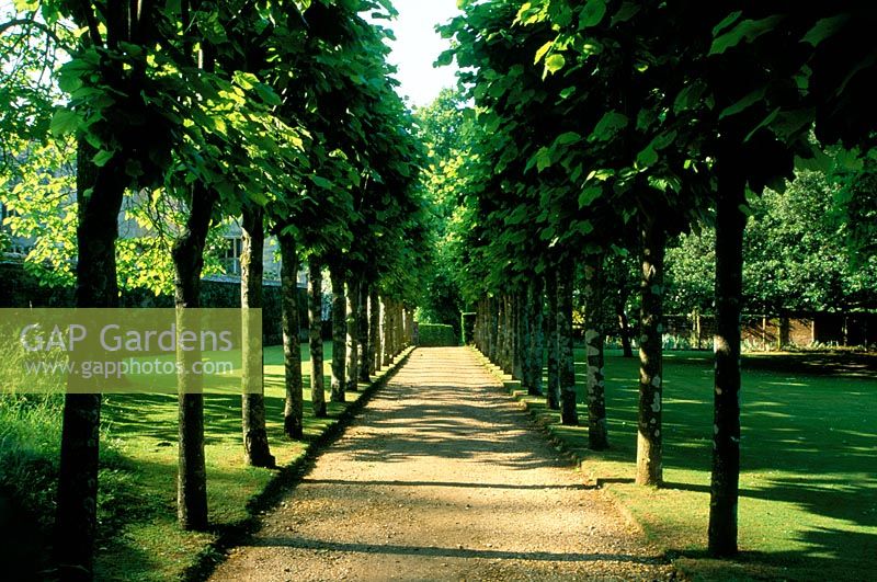 Lime trees - Tilia cordata by south front of Cranbourne Manor garden in Dorset 