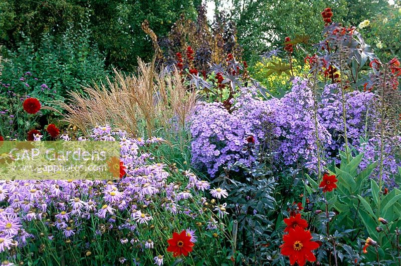 Herbaceous border at Eastgrove Cottage in Worcestershire. Aster cordifolius and 'Little Carlow', Miscanthus yakushima, Dahlia 'Bishop of Llandaff' and Ricinus