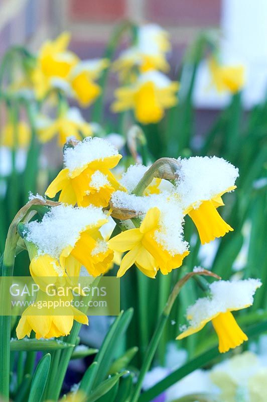 Narcissus 'Tete a Tete' in snow in spring - Daffodils