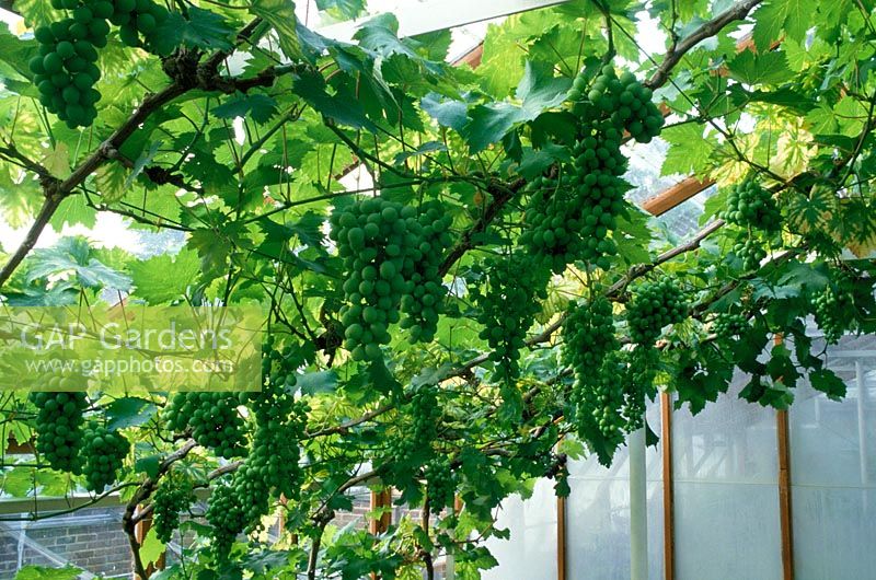 Vitis vinifera - Grapes growing in greenhouse under roof with green bunches of fruit hanging from vines.