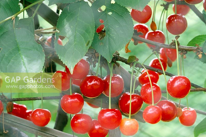Prunus cerasus 'Morello' - Cherry Morello. Closeup of red fruit hanging from branches of tree.