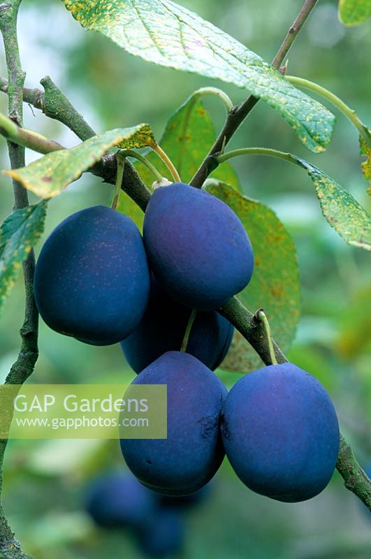Prunus domestica 'Merrywather Damson' Closeup of blue Damsons on tree