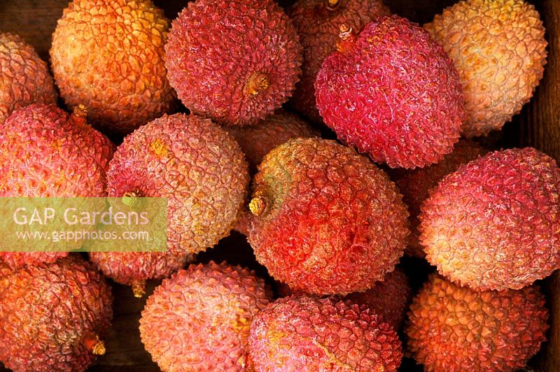 Litchi chinensis - closeup of Lychee fruit