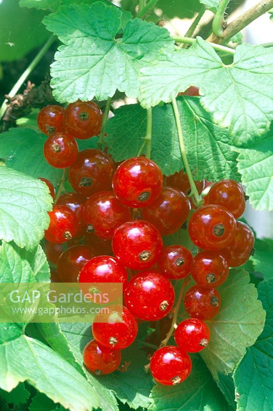 Ribes rubrum 'Versailles' - Closeup of red currants on bush in summer