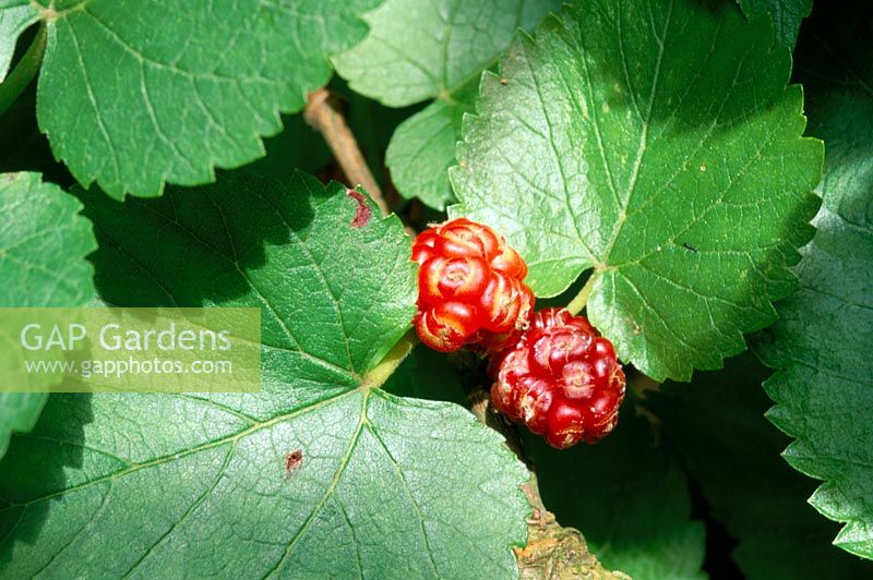 Morus nigra - Mulberry
