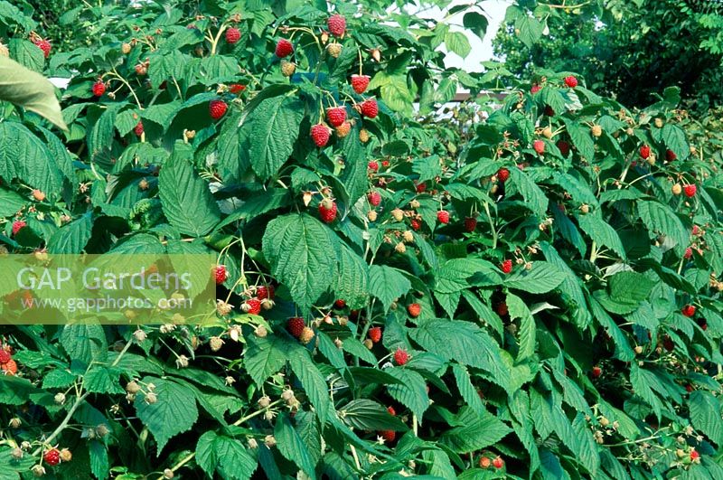 Rubus idaeus 'Autumn Bliss' Raspberries