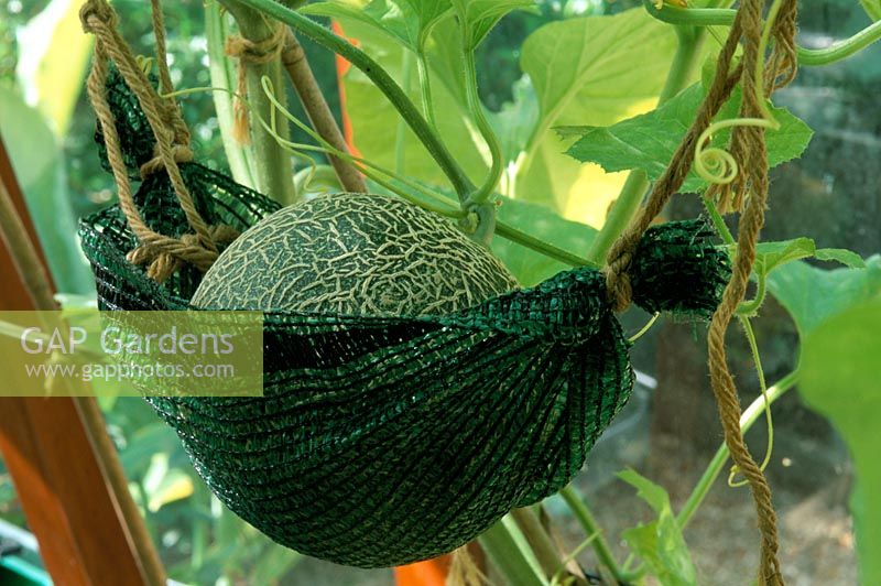 Cucumis melo 'Blenheim orange' - Melon in net basket