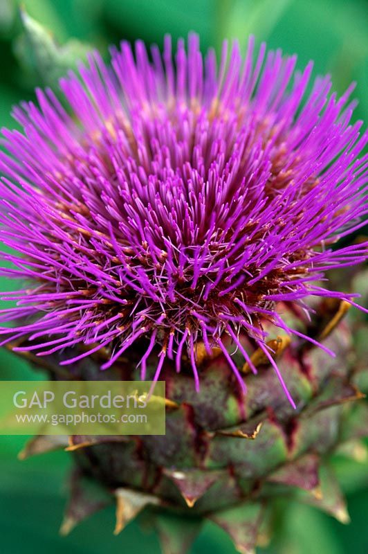 Cynara cardunculus - Closeup of bright purple cardoon flower