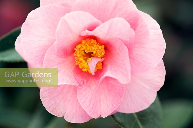 Camellia x williamsii 'E G Waterhouse' Closeup of pale pink flower
