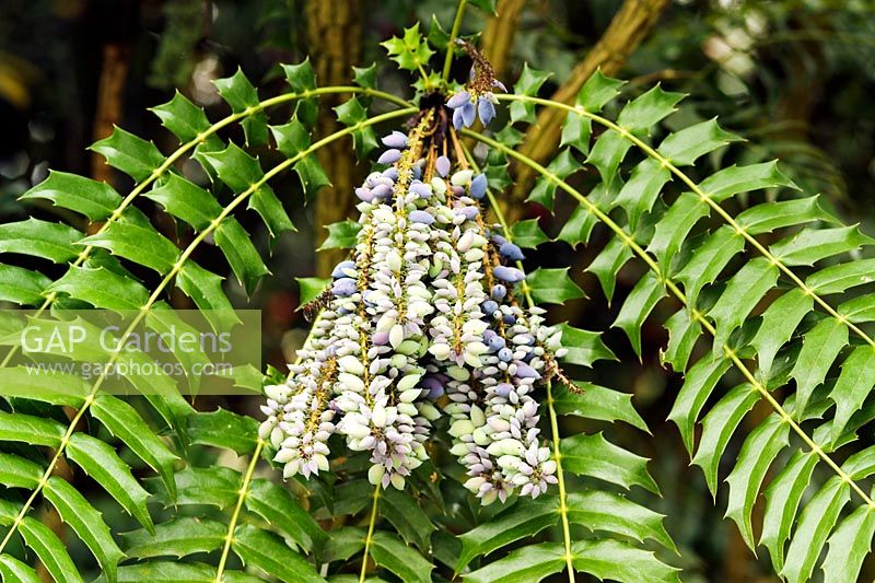 Mahonia lomariifolia - Chinese Hollygrape in spring with berries