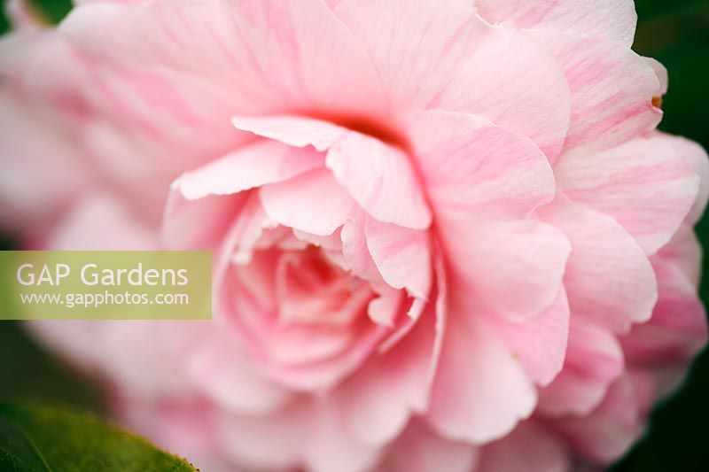 Camellia x williamsii 'Galaxie' - Extreme closeup of pink flower in spring at Wisley RHS